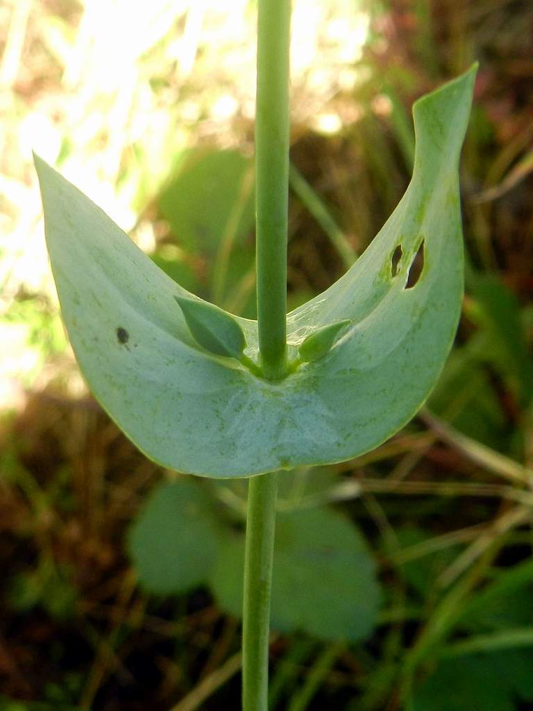 Blackstonia perfoliata.